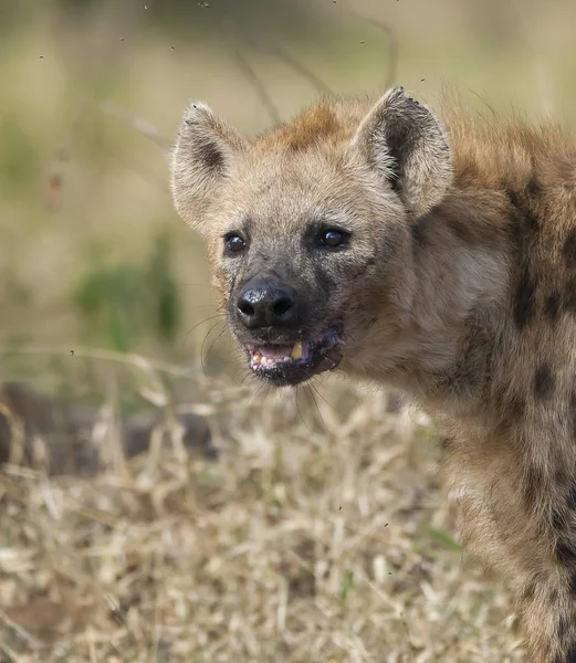 Hyena Natureza Selvagem África Sul — Fotografia de Stock