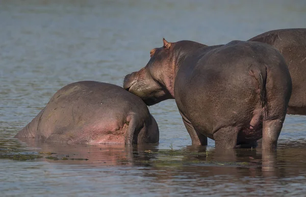 Hipopótamos Naturaleza Salvaje Sudáfrica —  Fotos de Stock