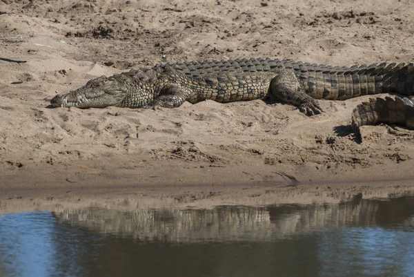 Crocodile Nil Afrique Sud — Photo