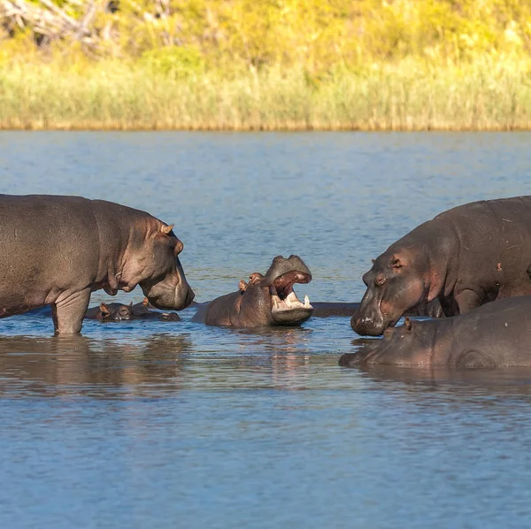 Hippos Natureza Selvagem África Sul — Fotografia de Stock