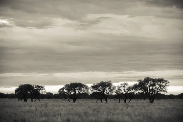 Pampas Τοπίο Της Patagonia Αργεντινή — Φωτογραφία Αρχείου