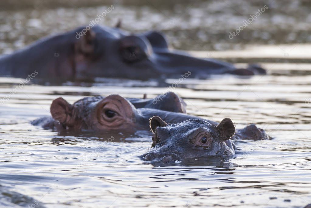 Hippos in wild nature, South Africa