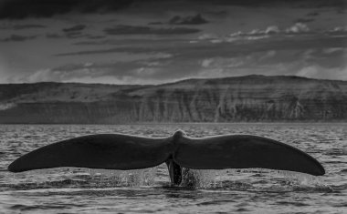 Güney balina kuyruğu