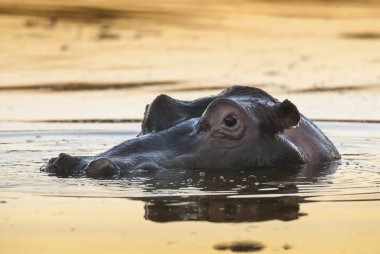 Hippo vahşi doğada, Güney Afrika
