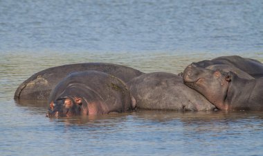 Suaygırları vahşi doğada, Güney Afrika