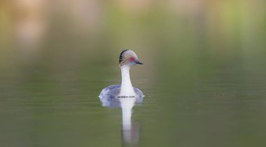 Simli batağan, Patagonia, Arjantin