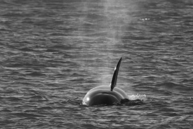 Katil balina Patagonya sahillerinde deniz aslanları avlıyor.