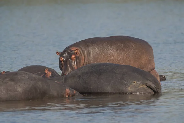 Flusspferde Freier Natur Südafrika — Stockfoto