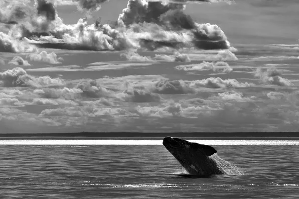 Patagónia Argentína Déli Simabálna — Stock Fotó