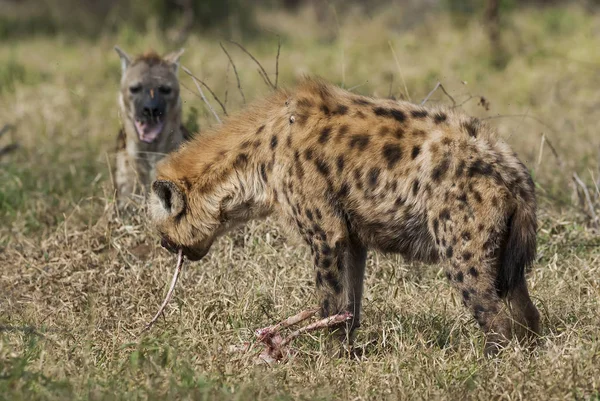 Hyène Dans Nature Sauvage Afrique Sud — Photo