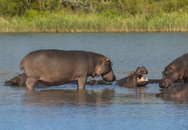 Hipopótamos Naturaleza Salvaje Sudáfrica —  Fotos de Stock