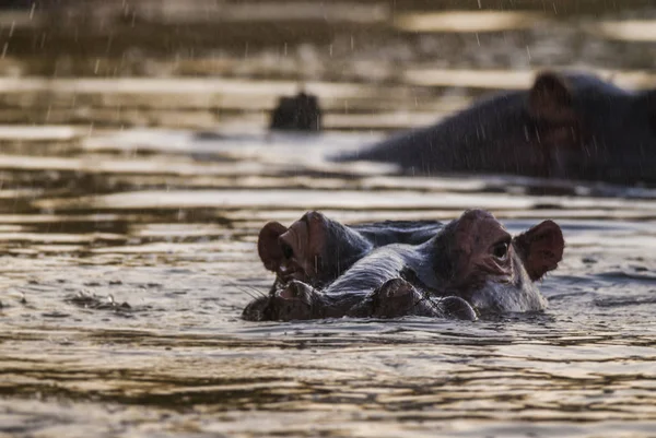 Flodhäst Vilda Naturen Sydafrika — Stockfoto