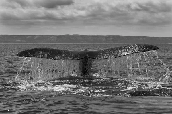 Södra Höger Whale Svans — Stockfoto