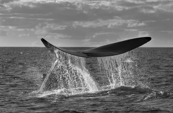 Södra Höger Whale Svans — Stockfoto