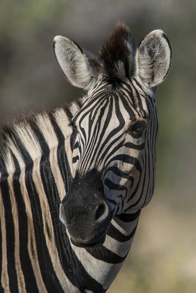 Güney Afrika Nın Vahşi Doğasında Ortak Zebra — Stok fotoğraf