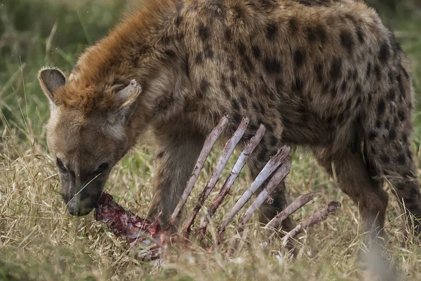 Hyena Natureza Selvagem África Sul — Fotografia de Stock