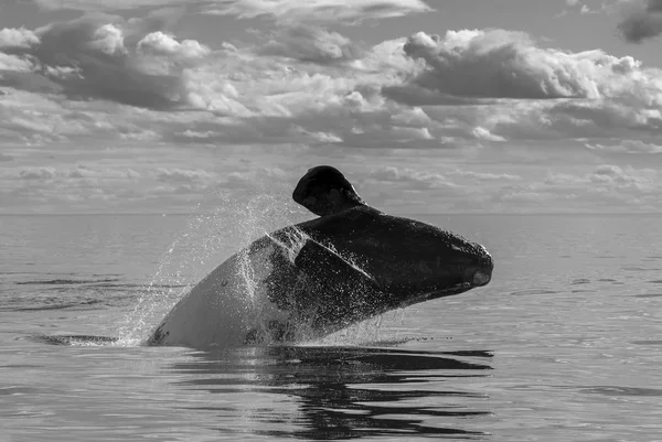 Southern Right Whale Tail — Stock Photo, Image