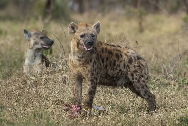 Hyena Divoké Přírody Jižní Afriky — Stock fotografie