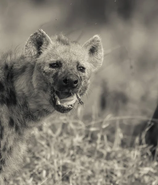 Hyäne Wilder Natur Südafrikas — Stockfoto