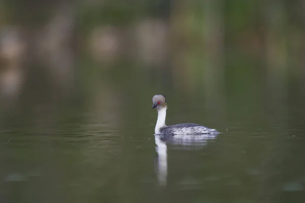 Silvery Grebe Патагония Аргентина — стоковое фото