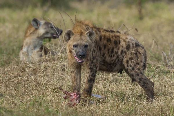 Hyena Divoké Přírody Jižní Afriky — Stock fotografie