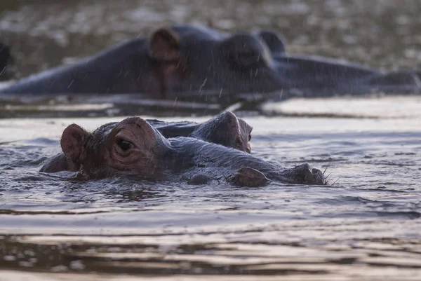 Flusspferde Freier Natur Südafrika — Stockfoto