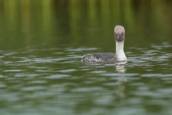 Zblízka Pohled Ptačí Přírodu — Stock fotografie