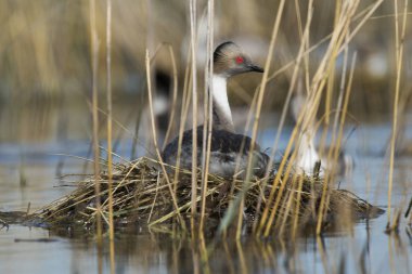 Simli batağan yuvalama, Patagonia, Arjantin
