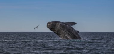 Southern Right Whale Jump, Patagonia, Argentina clipart