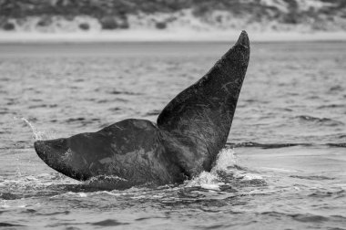 Güney balina kuyruğu, Patagonia, Arjantin