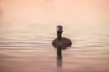 Beyaz tufted batağan, La Pampa Arjantin