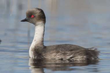 Gün batımında, Patagonia, Arjantin simli batağan