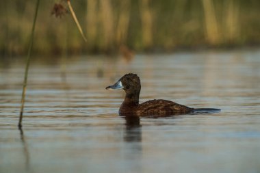 Göl ördek, Patagonia, Arjantin