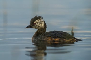 Beyaz tufted batağan, La Pampa Arjantin