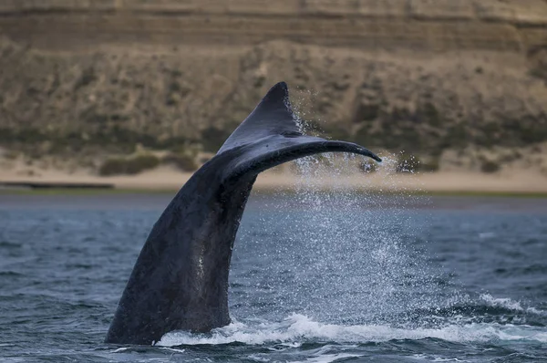 Queue Baleine Noire Sud Patagonie Argentine — Photo