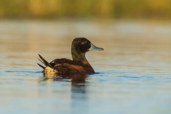 Lake Duck Patagonia Argentina — Stock Photo, Image