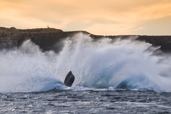 南右鲸鱼跳 巴塔哥尼亚 阿根廷 — 图库照片