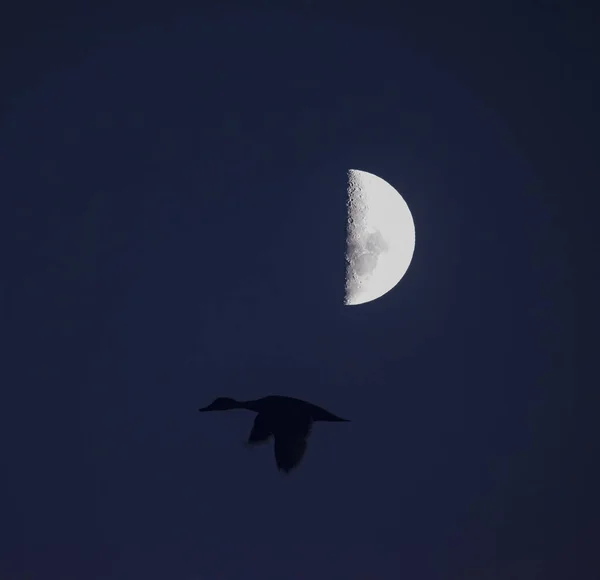 Bulan Abstrak Latar Langit — Stok Foto