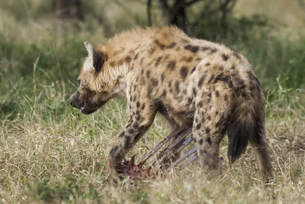 Hyena Natureza Selvagem África Sul — Fotografia de Stock