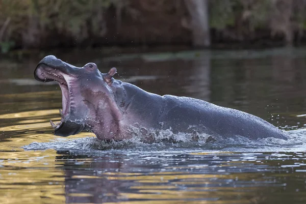 Hippo Natureza Selvagem África Sul — Fotografia de Stock