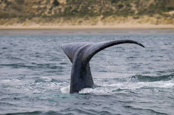 Southern Right Whale Tail Patagonia Argentina — Stock Photo, Image