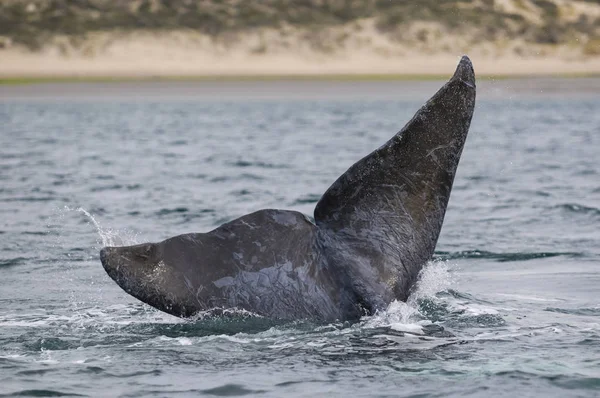 Zuidelijke Recht Whale Staart Patagonia Argentinië — Stockfoto
