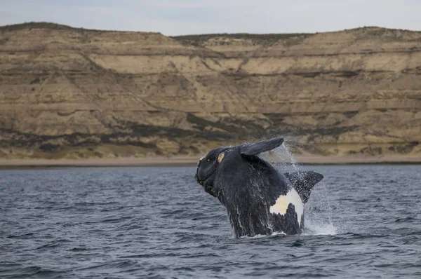 Baleine Noire Australe Patagonie Argentine — Photo