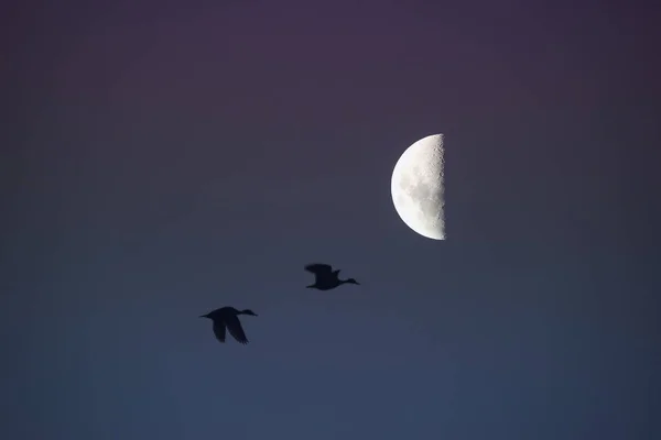 Bulan Abstrak Latar Langit — Stok Foto