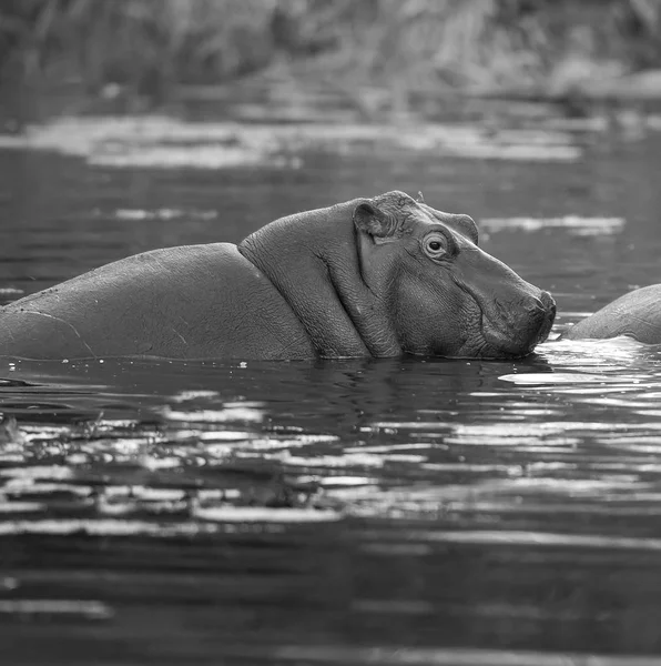 Hipopotam Dzikiej Przyrody Republika Południowej Afryki — Zdjęcie stockowe