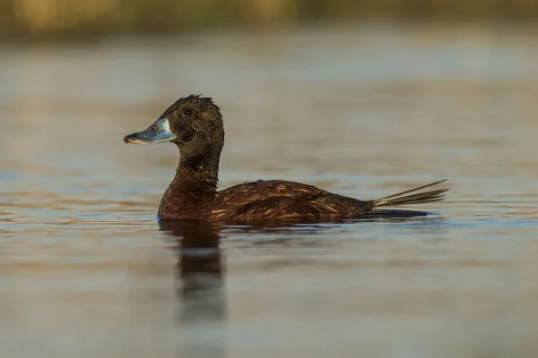 Lake Duck Patagônia Argentina — Fotografia de Stock