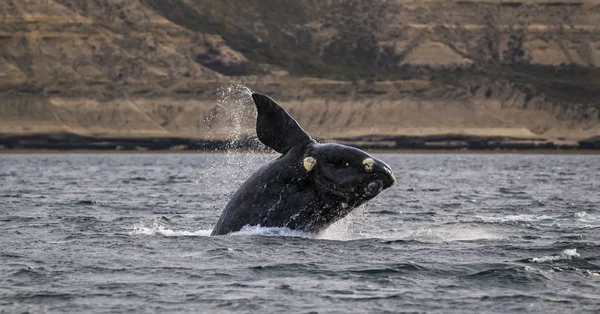 Baleine Noire Australe Patagonie Argentine — Photo