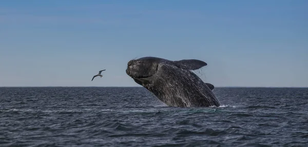 Zuidelijke Recht Walvis Sprong Patagonia Argentinië — Stockfoto