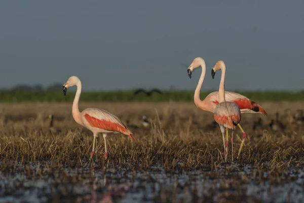 Flamants Roses Patagonie Argentine — Photo