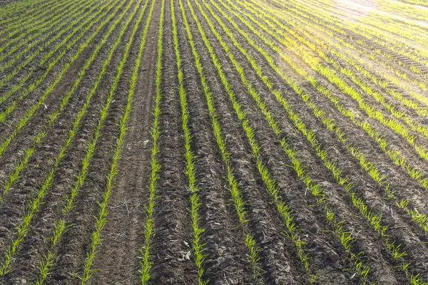 Crescita Del Campo Agricolo Pampa Argentina — Foto Stock